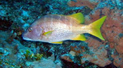 yellowfish2.jpg
