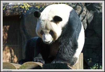 Panda - IMG_1086.jpg