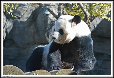 Panda - IMG_1090.jpg
