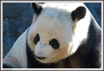 Panda Closeup - IMG_1109.jpg