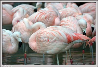 Flamingo - IMG_1133.jpg