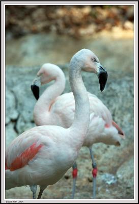 Flamingo - IMG_1137.jpg