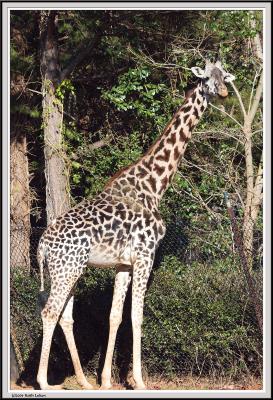 Giraffe - IMG_1161.jpg
