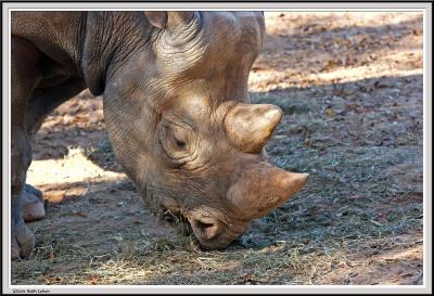 Rhino - IMG_1164.jpg