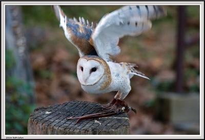 Owl - IMG_1145.jpg