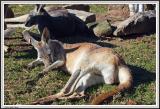 Kangaroo - IMG_1119.jpg