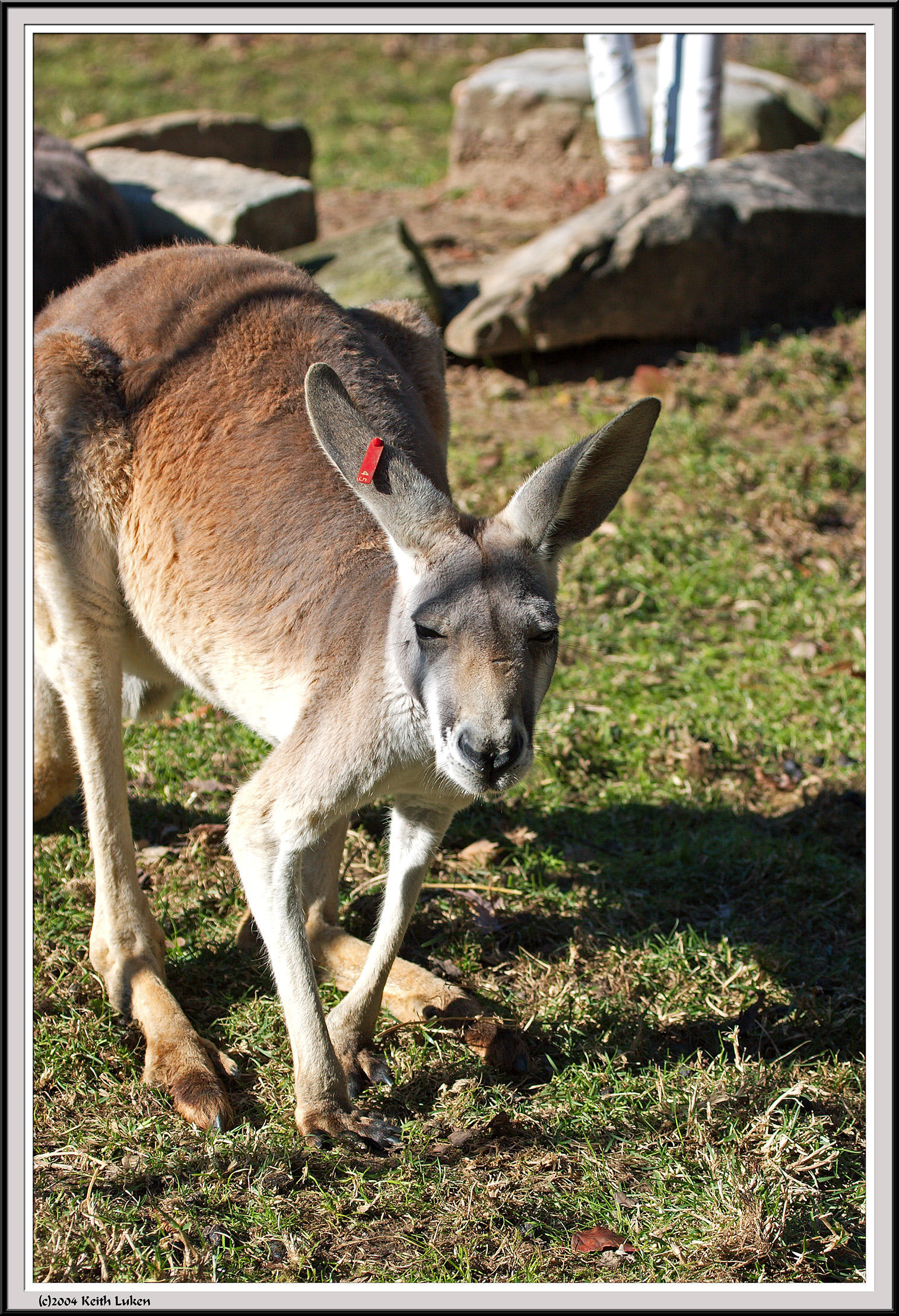 Kangaroo - IMG_1116.jpg