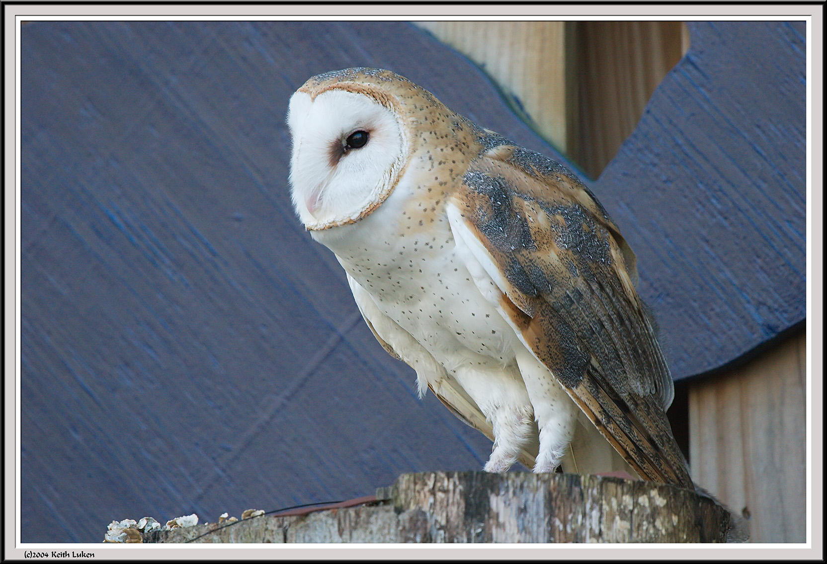Owl - IMG_1149.jpg