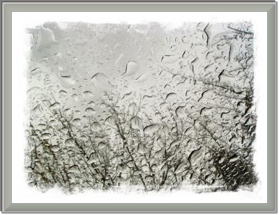 Raindrops & trees