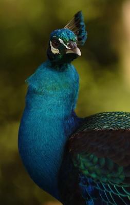 peacock