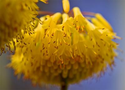 Yellow Bells by Paul Rohal