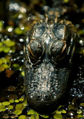 Skin Reflections Blending in by John Hill
