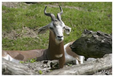 Mhorr gazelle