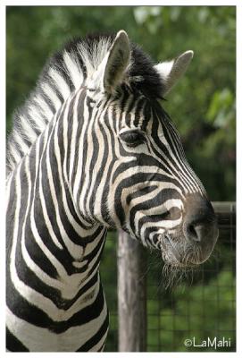 Chapman's zebra