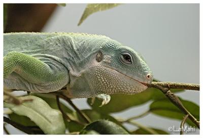 Banded iguana