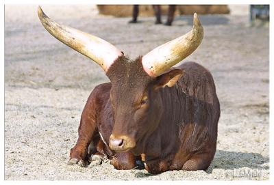 Watusi cow