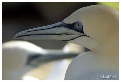 Northern gannet