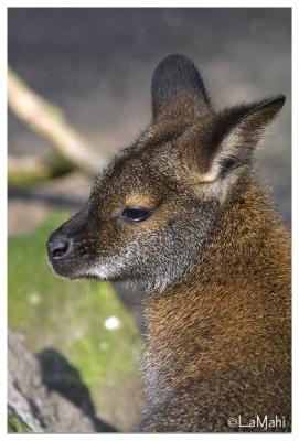 Wallaby