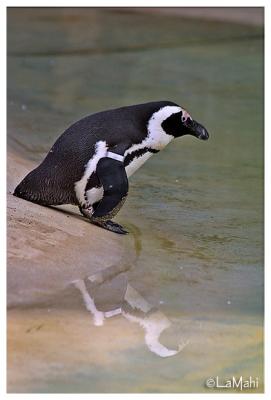 Penguin