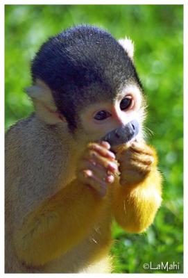 Squirrel monkey