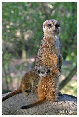 Meerkat with babies