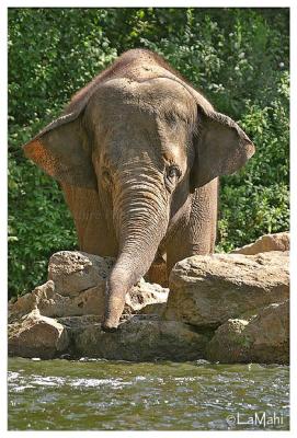 Asian elephant