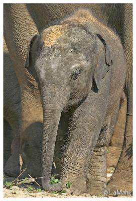 Asian elephant juvenile