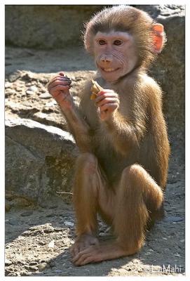 Hamadryas baboon