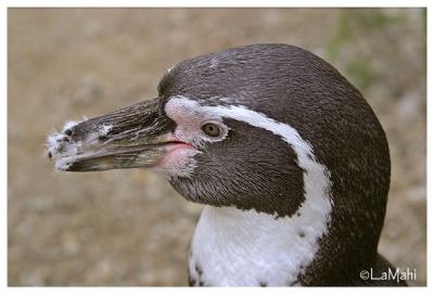 Penguin profile