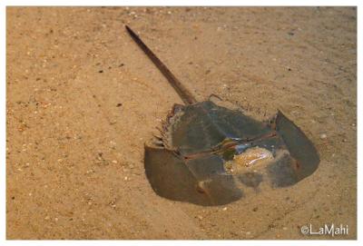 Horseshoe crab