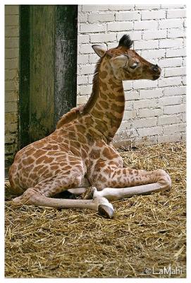 Giraffe newly born