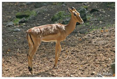 Impala