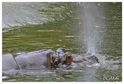 Hippo