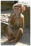 Hamadryas baboon