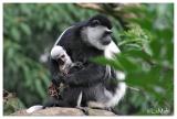 Black and white colobus