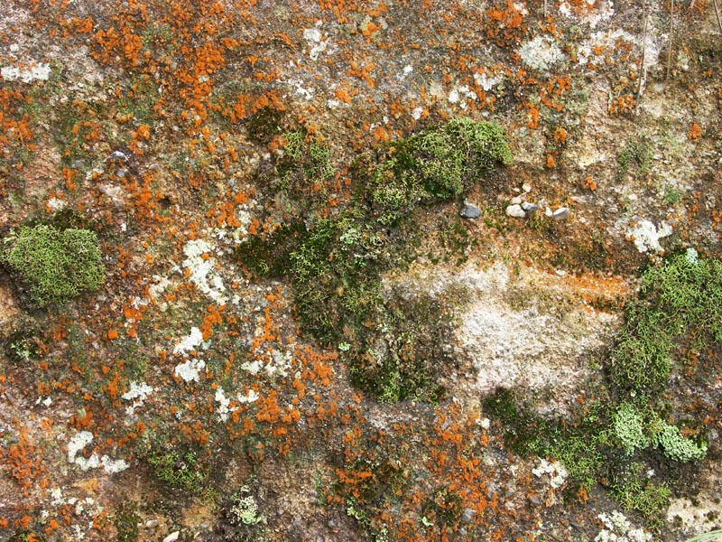 Lichen on sandstone