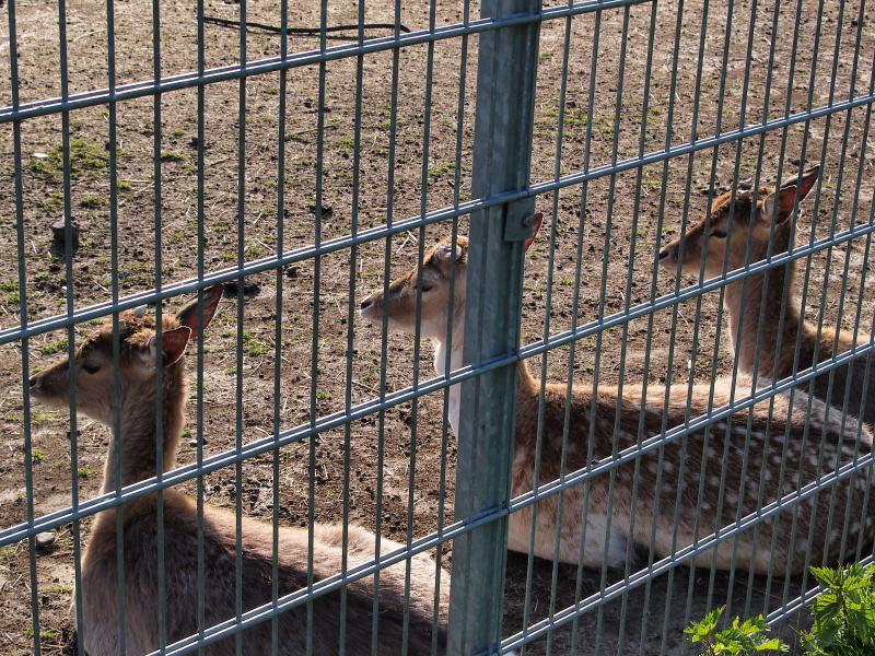 Behind Bars