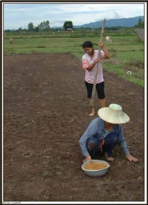 Ricefield / Lanna Thai