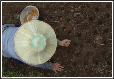 Ricefield / Lanna Thai