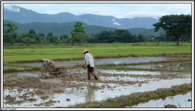 Ricefield