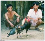 Cock fight / Lanna Thai