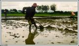 Ricefield / Lanna Thai