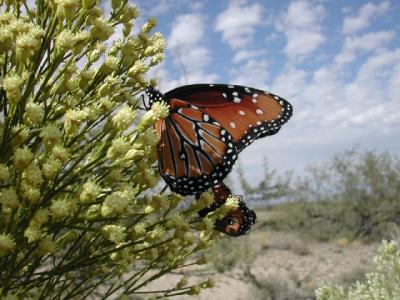 Butterfly at Vail, AZ