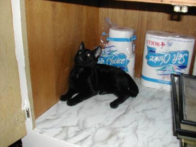 Black Cat in Closet