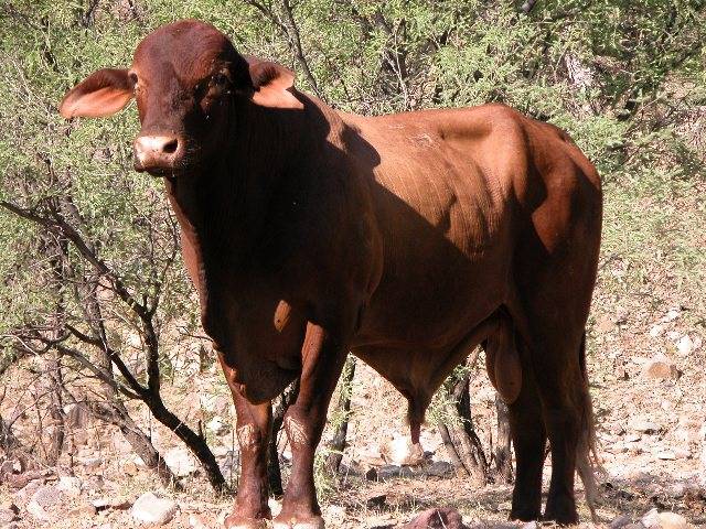 Cow (Again)