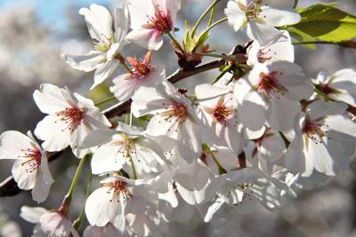 Cherry Blossoms