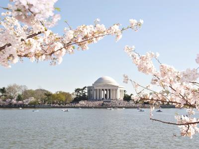Jefferson and Blossoms.JPG