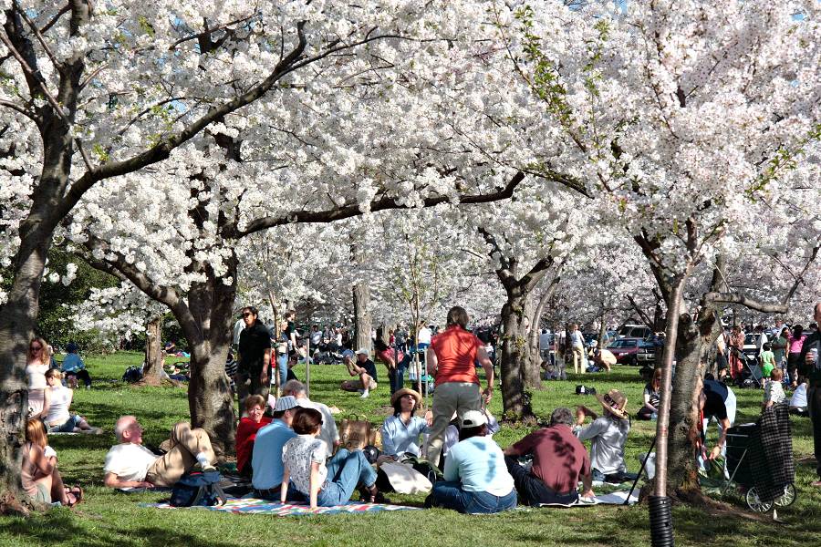 Cherry Blossoms - Enjoy!