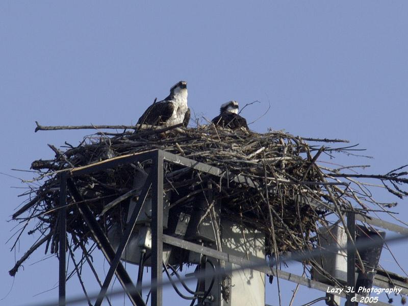 Look, dear, we can see the whole town