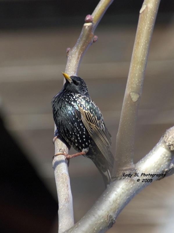 Young Starling